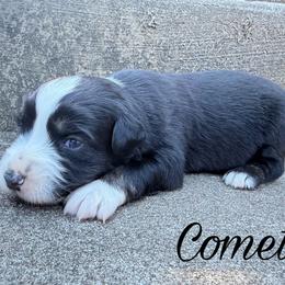 Comet - Black tri male Miniature Australian Shepherd puppy in Sandy Hook, Kentucky from RidgeTop Aussies