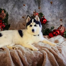 Siberian Husky Puppies from Royal Siberian AKC Huskies