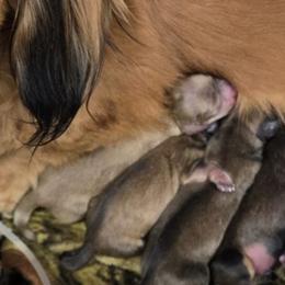 Zircon - Cream male Dachshund puppy in Windom, Minnesota from Aster Creek Dachshunds & Australian Shepherds