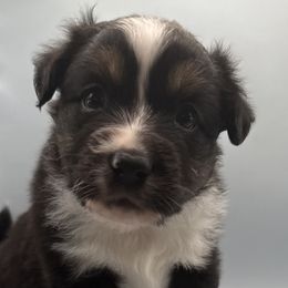 Derby - Black tri-color male Australian Shepherd puppy in New Boston, New Hampshire from Painted Pup Australian Shepherds