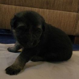 Silver - Black and tan male German Shepherd puppy in Pahrump, Nevada from Rayler Kennels