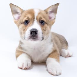Marbles - Red male Pembroke Welsh Corgi puppy in Los Angeles, California from Limitless Huskies