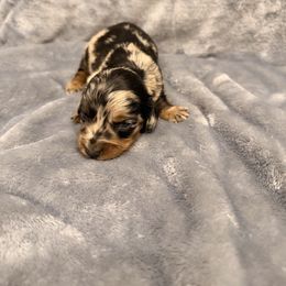 Bailey - Dapple female Dachshund puppy in Gaston, Indiana from Sunshine’s Dachshunds
