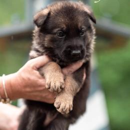 Ducky - Sable male German Shepherd puppy in Berwick, Maine from Vom Rindahaus Shepherds