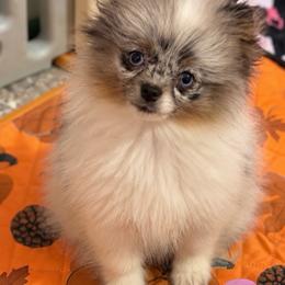 Mosaic - Blue Merle Parti Female - Blue merle female Pomeranian puppy in Buck Valley, Pennsylvania from Buck Valley Pomeranians