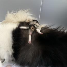 Collie Puppies from Meissa Collies
