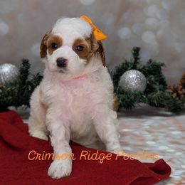 Belle Orange Girl - Parti female Poodle puppy in St George, Utah from Crimson Ridge Poodles