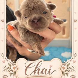 Chai - Lilac female Shih Tzu puppy in Connersville, Indiana from Sugar and Spice Shihtzus