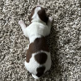 Milk Dud 1 Dot Male - Piebald male Dachshund puppy in Swanton, Ohio from Mighty But Mini Dachshunds