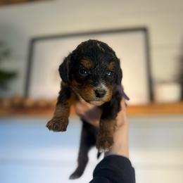 Lavender - Tri-color female Bernedoodle puppy in Bellevue, Iowa from Blended Acres & Kennels