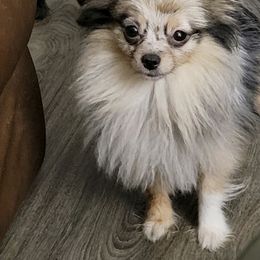 Pomeranians from Pamispoms