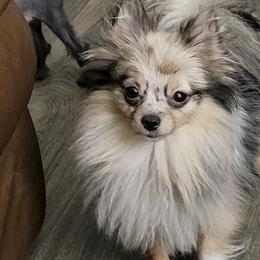 Pomeranians from Pamispoms