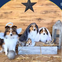 Shetland Sheepdog All Grown Up from Fox Point Farm Toy Shelties