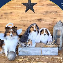 Shetland Sheepdog All Grown Up from Fox Point Farm Toy Shelties