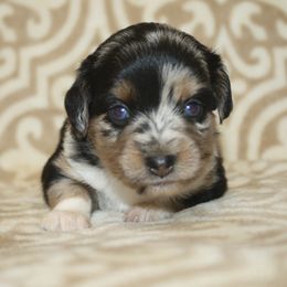 Tres - Blue merle female Toy Australian Shepherd puppy in Licking, Missouri from Burnett Aussies