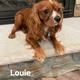 Louie