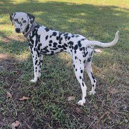 Zinnia - Dalmatian