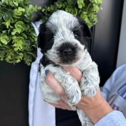 Red boy - Parti male Miniature Schnauzer puppy in Oneonta, Alabama from Murphree Valley Kennels