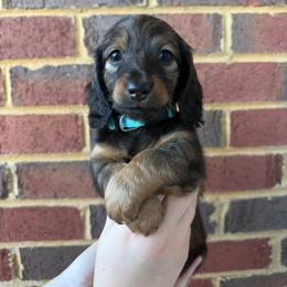 Ida - Cream female Dachshund puppy in Loganville, Georgia from Royal Dackel Haus