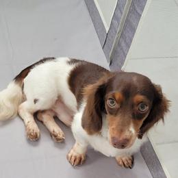 Loki - Dachshund