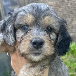 Aussiedoodles, Cavapoos, and Goldendoodles from Still Waters Farm
