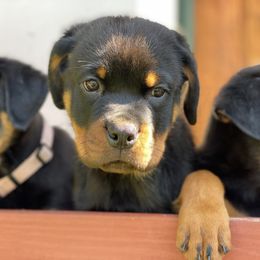 Rottweiler Puppies from Von Raven Haus Rottweilers