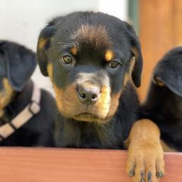 Rottweiler Puppies from Von Raven Haus Rottweilers
