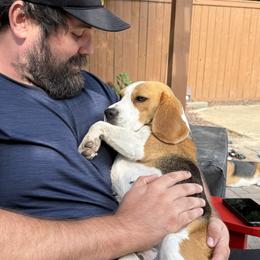 Beagles from Knappogue Beagles