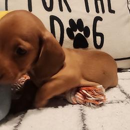 Dachshund Puppies from Darling Dachshunds