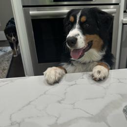 Australian Shepherd All Grown Up from Muckalee Lane Aussies