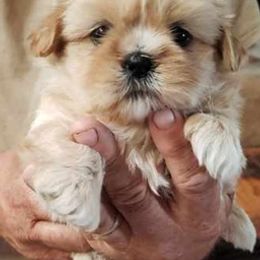 Shih Tzus from The Jelly Jar