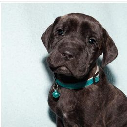 Great Dane Puppies from Honi Vale Great Danes