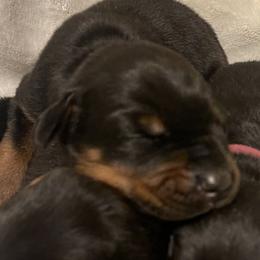 Asher - Black and rust female Doberman Pinscher puppy in Boyd, Texas from Team Feem Breeders