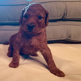 Goldendoodle Puppies from Doodles by Dana