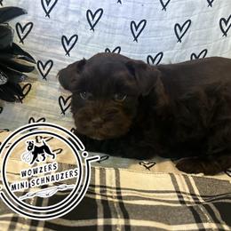 Green Collar - Liver female Miniature Schnauzer puppy in Conroe, Texas from Wowzers Mini Schnauzers