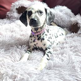 Jinn (LUA) - White and black female Dalmatian puppy in Salem, Missouri from Paradise Spots Dalmatians