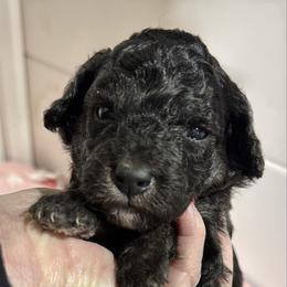 Red - Phantom female Poodle puppy in Simms, Texas from Donna’s Aussies & Pink Heart Poodles