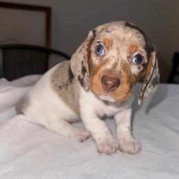 Captain - Dapple male Dachshund puppy in Surprise, Az Corona, Ca Hemet, Ca, Arizona from Over The Moon Dachshunds and Doodles