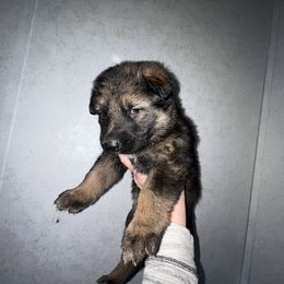Zara- Red collar - Sable female German Shepherd puppy in Winterport, Maine from Vom Stevens Old Fashioned German Shepherds
