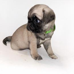 Nala (green) - Fawn female Pug puppy in Hereford, Arizona from Broken Road Ranch Pugs