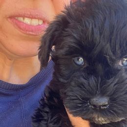 Miniature Schnauzers, Poodles, and Schnoodles from Farmer Brown's Puppies