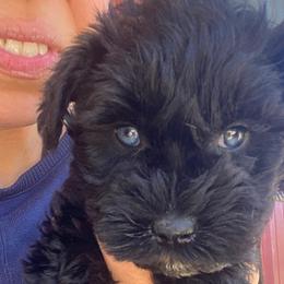 Miniature Schnauzers, Poodles, and Schnoodles from Farmer Brown's Puppies