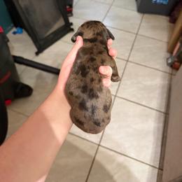 Male 4 - Dapple male Dachshund puppy in Houma, Louisiana from Portier’s Mini Dachshunds