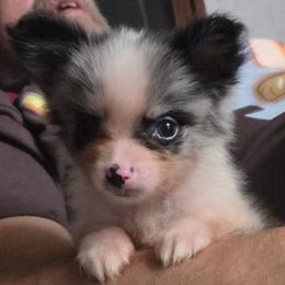 Blue merle parti - Blue merle female Pomeranian puppy in Hazleton, Indiana from Hyneman's Haven Poms
