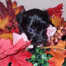 MILAN - Black female Maltipoo puppy in Palmdale, California from J Designer Puppies
