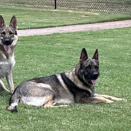 German Shepherd All Grown Up from A2 German Shepherd Dogs