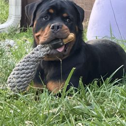 Rottweiler Puppies from Vom Haus Huff Rottweiler’s