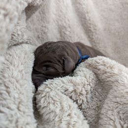 Dilute Retriever and Labrador Retriever Puppies from LC Hunting Labs, LLC.