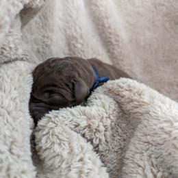 Dilute Retriever and Labrador Retriever Puppies from LC Hunting Labs, LLC.