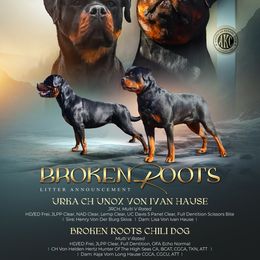 Rottweiler puppies from Broken Roots Rottweilers